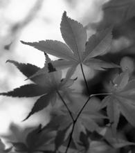 Japanese Maple Japanese Maple